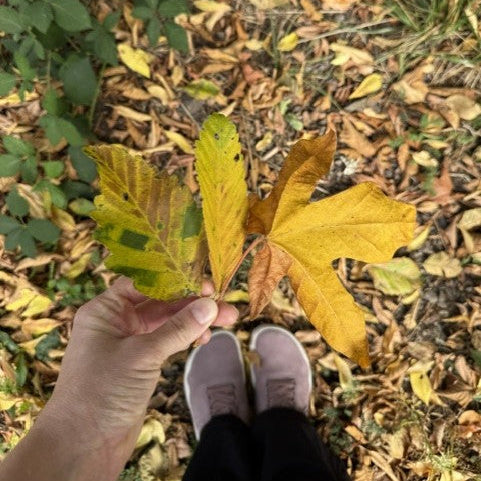 A hand holds three yellow autumn leaves, including a three-lobed maple leaf, over a forest floor covered in fallen leaves and green plants. A person's shoes are visible in the background.